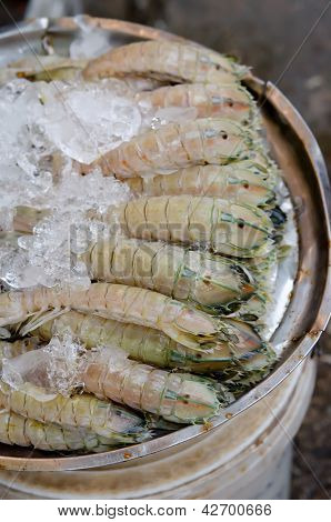 Mantis skrček s ledem
