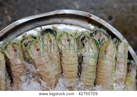 Mantis skrček