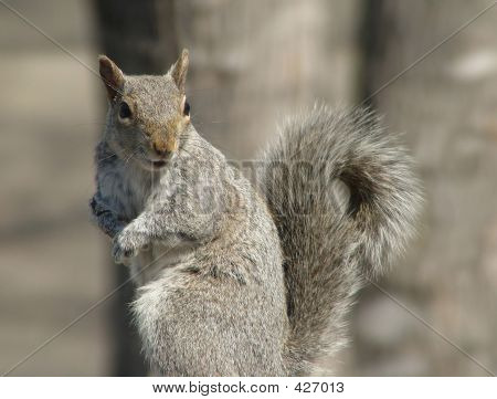 Orava