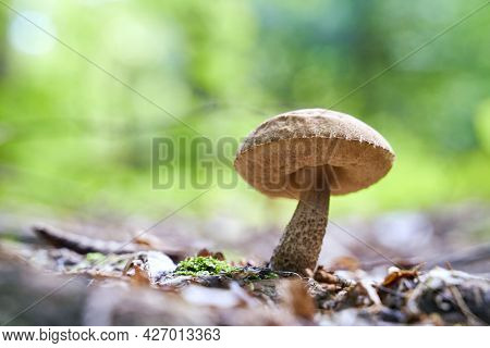 Birch Bolete Mushroom Or Leccinum Scabrum Growing In A Sunny Forest. Low Angle Shot.