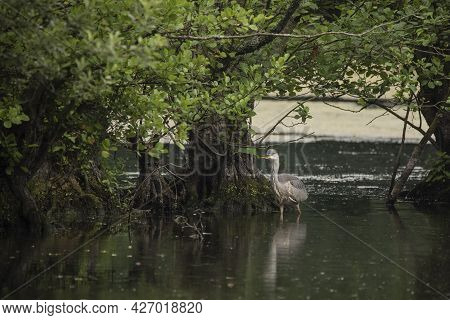 Beautiful Grey Heron Bird Ardea Cinerea Pelecaniformes On Lake In Summer Hunting Small Fish In Water