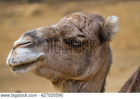 Dromedary, Camelus Dromedarius In Jerez De La Frontera, Andalusia In Spain