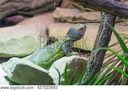 The Chuckwalla Lizard Is Lying On The Stones, Horizontal Photo. Sauromalus Obesus.