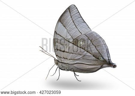 Most Beautiful Grey Buuterfly On Under Wing View As Rare Species In Thailand And Asia, Koh-i-noor (a