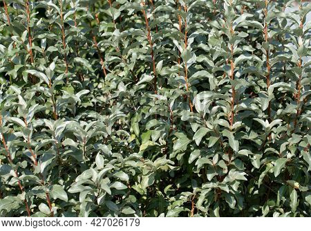 Elaeagnus Commutata Background. Silverberry, Rabbitberry Garden Tree. Silver Leaves Texture. Shrub W