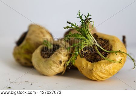 Maca. Peruvian Root For Vitality, Energy And Healty. White Peruvian Maca In White Background.