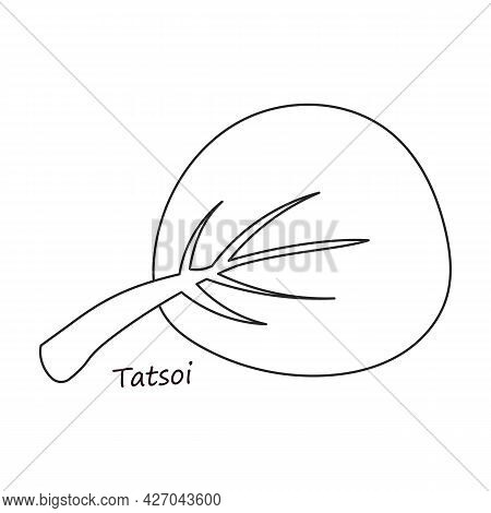 Lettuce And Salad Outline Vector Of Icon.outline Vector Illustration Leaf Of Lettuce. Isolated Illus