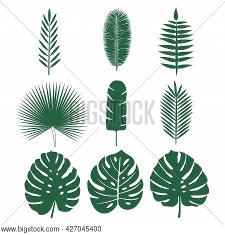 Set Of Tropical Leaves. Vector Isolated Elements On The White Background.