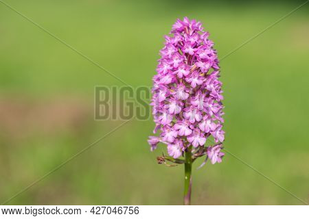 Pyramid Orchid (anacamptis Pyramidalis) Flower