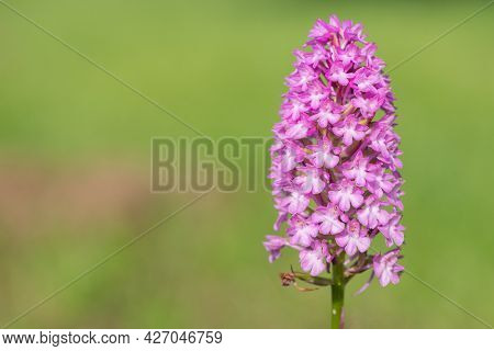 Pyramid Orchid (anacamptis Pyramidalis) Flower