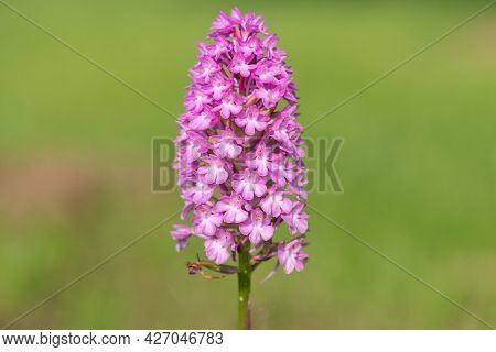 Pyramid Orchid (anacamptis Pyramidalis) Flower