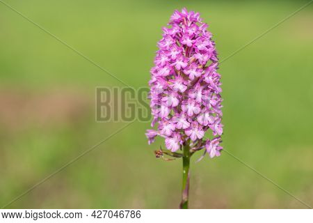 Pyramid Orchid (anacamptis Pyramidalis) Flower