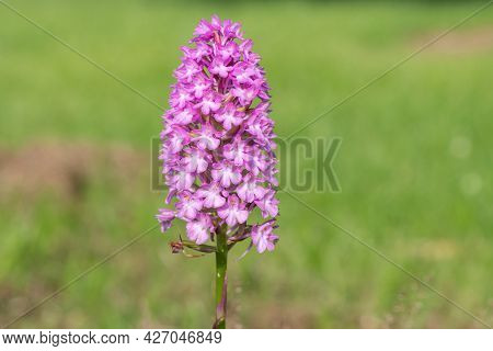Pyramid Orchid (anacamptis Pyramidalis) Flower