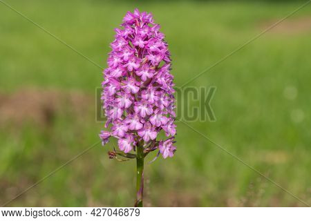 Close Up Of A Pyramid Orchid (anacamptis Pyramidalis) Flower In Bloom