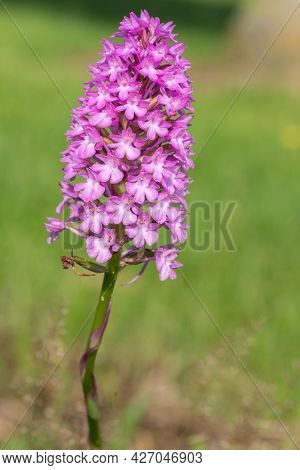 Pyramid Orchid (anacamptis Pyramidalis) Flower