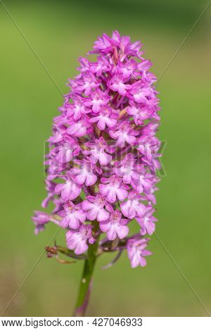 Pyramid Orchid (anacamptis Pyramidalis) Flower