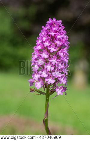 Pyramid Orchid (anacamptis Pyramidalis) Flower