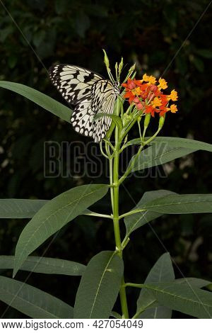 The Paper Kite, Rice Paper, Or Large Tree Nymph Butterfly (idea Leuconoe).