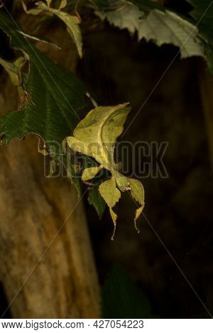 The Leaf Insect  (phyllium Celebicum) In Terrarium.