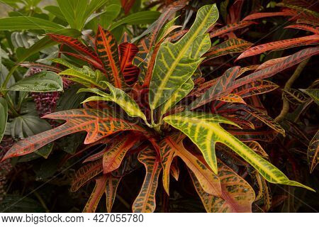 Codiaeum Variegatum (garden Croton, Variegated Croton) In The Botanical Garden .