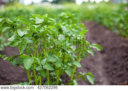Rows Of Potatoes In The Home Garden. Preparation For Harvesting. Potato Plants In Rows On A Kitcheng