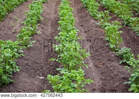 Rows Of Potatoes In The Home Garden. Preparation For Harvesting. Potato Plants In Rows On A Kitcheng