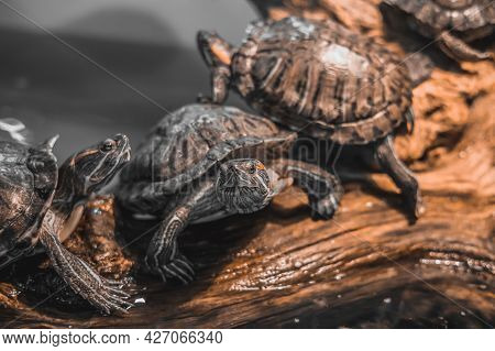 Red-eared Slider, Trachemys Scripta Elegans. Close Up