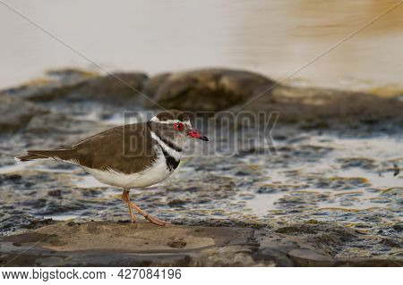 Three-banded Plover (charadrius Tricollaris) Closeup Standing On A Rock In A River In Kruger Nationa