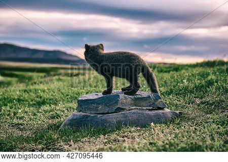 Beautiful Wild Animal In The Grass. Arctic Fox Cub, Vulpes Lagopus, Cute Animal In The Nature Habita
