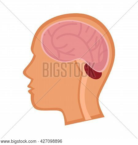 Vector Illustration Of Head And Brain Icon. Web Element Of Head And Human Vector Icon For Stock.