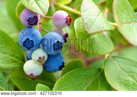 Blue And Green Blueberries On Bush Closeup, Stock Photo