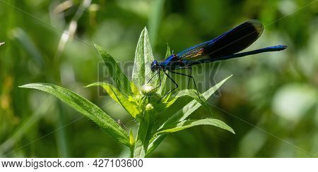 Dragonfly On A Green Background. Summer Sunny Day. Close Up