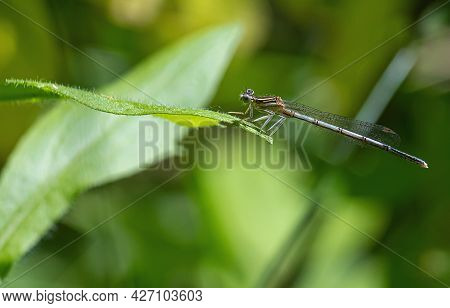 Dragonfly On A Green Background. Summer Sunny Day. Close Up