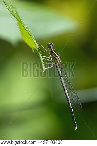 Dragonfly On A Green Background. Summer Sunny Day. Close Up