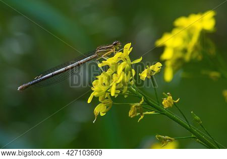 Dragonfly On A Green Background. Summer Sunny Day. Close Up