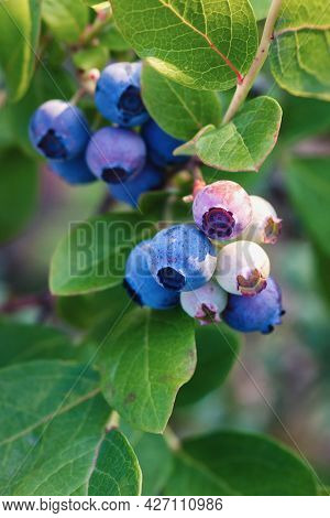 Blueberries On The Bush Ripen In Summer Garden, Blueberry Grown At Organic Farm, Vertical Photo