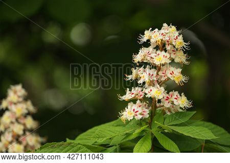 Blooming Horse Chestnut On A Green Bokeh Or Blurred Background. Flowers Of Chestnuts Tree In Spring 