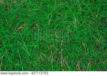 Abstract Natural Background. Collection With Different Colour Tones Of Green Grass, Copy Space. Summ