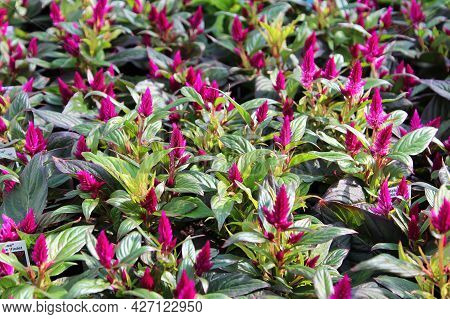 Rows Of Celosia Growing In A Greenhouse