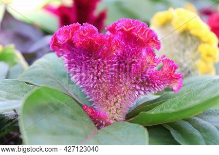 Closeup Of A Celosia Pink Coral Like Flower
