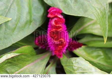 Closeup Of A Celosia Pink Coral Like Flower