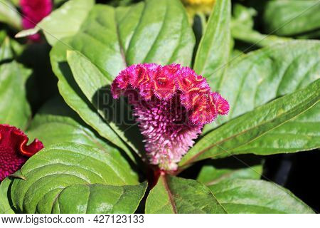 Closeup Of A Celosia Pink Coral Like Flower