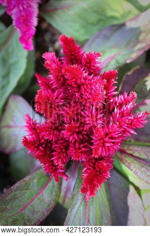 Closeup Of A Celosia Pink Coral Like Flower