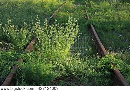 The Old Railway. Abandoned Rusty And Inactive Railway Track Overgrown With Grass. Rails In The Light