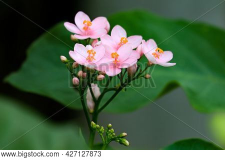 Blooming Red Flowers Jatropha Whole-edged (latin - Jatropha Integerrima)