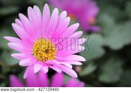 Closeup Of A Pink Cut Leaf Daisy Growing