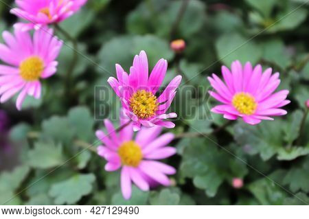 Cut Leaf Daisies Growing During The Summer