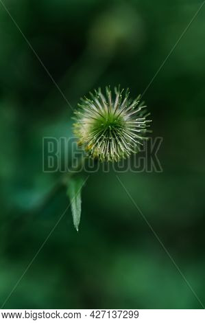 A Close-up Shot Of Geum Aleppicum In A Natural Background.