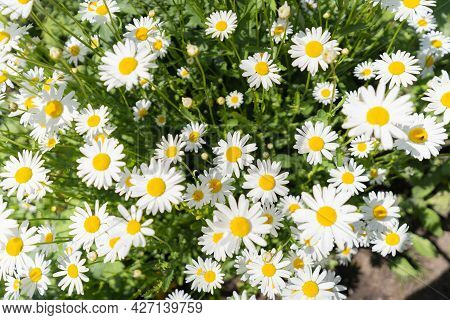 Blooming Daisies Top Down Perspective, Shot In Princes Island Park, Calgary, Alberta, Canada