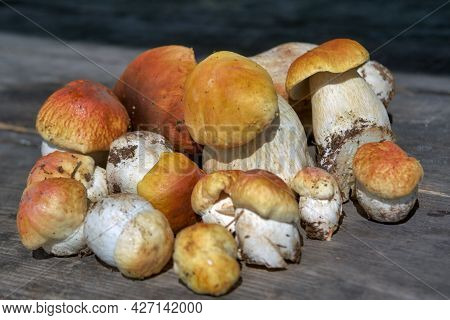Forest Edible Mushrooms Close Up. Freshly Picked Boletus On Wooden Background. Ceps Boletus Edulis O